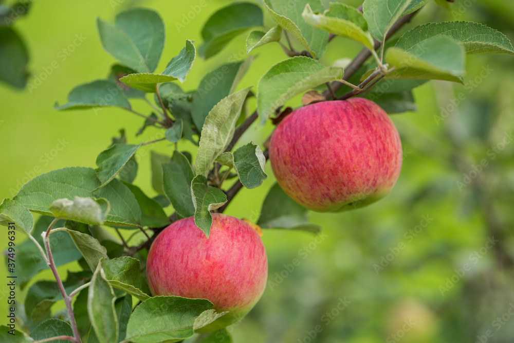 Apples ripen on an apple tree on a summer day. Close-up, selective focus.