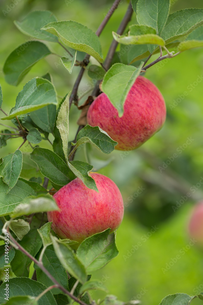 Apples ripen on an apple tree on a summer day. Close-up, selective focus.