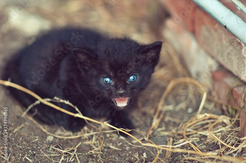 Angry feral black kitten with bright blue eyes photo