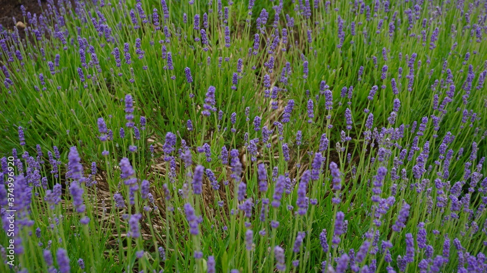Naklejka premium flower, nature, field, lavender, plant, purple, green, summer, grass, garden, flowers, spring, meadow, herb, flora, violet, beauty, blossom, floral, natural, bloom, aromatherapy, medicine, blooming, p