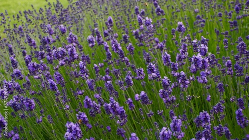 flower, nature, field, lavender, purple, flowers, plant, green, garden, spring, summer, meadow, violet, beauty, bloom, natural, floral, blossom, grass, blooming, beautiful, flora, herb, blue, color