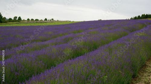 field, landscape, lavender, flower, sky, meadow, purple, grass, flowers, green, countryside, agriculture, plant, farm, blue, spring, rural, color, natural, blossom, , clouds, snowshill, cotswold , 
