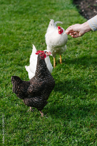 A man hand feeding chickens in a garden photo