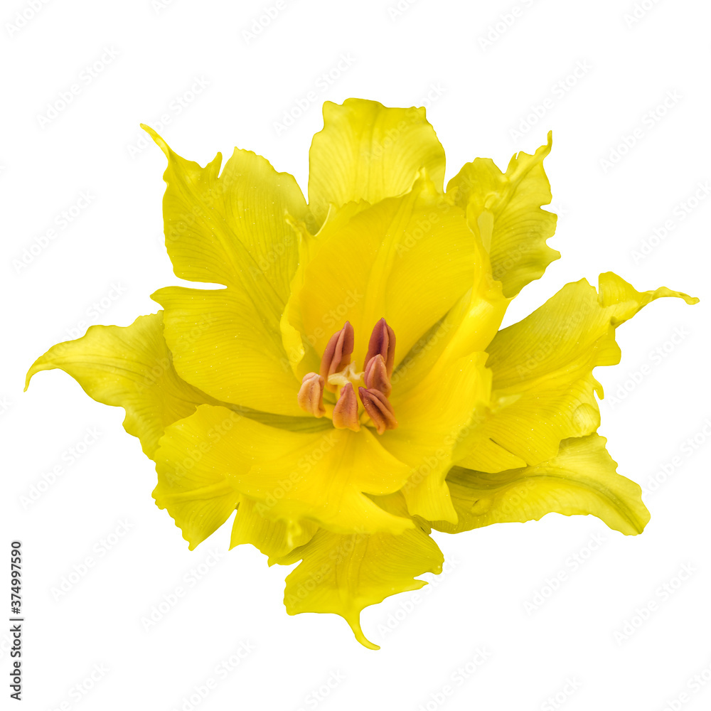 Yellow terry tulip isolated on white background close-up Yellow terry tulip isolated on white background close-up
