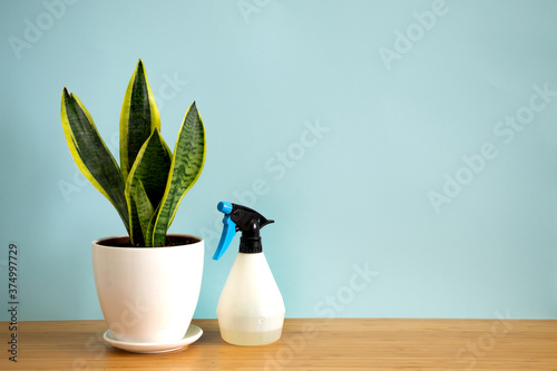 Mock up banner with copy space trending flower snake plant Sansevieria trifasciata on blue background. Summer indoor plants and urban jungle concept photo