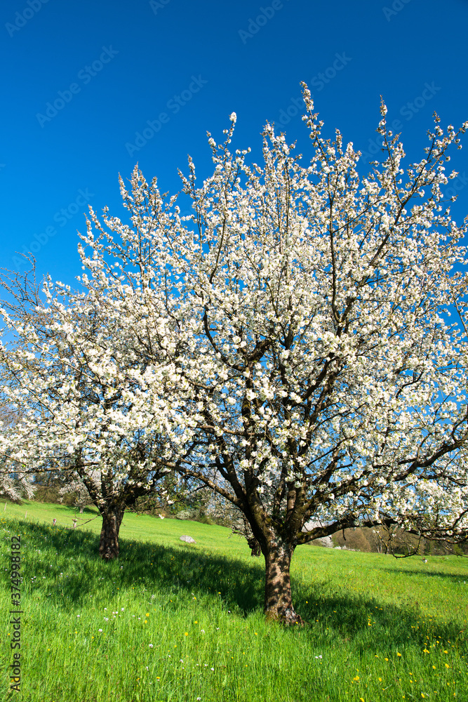 Blossoming cherry trees in spring on green field Blossoming cherry trees in spring on green field