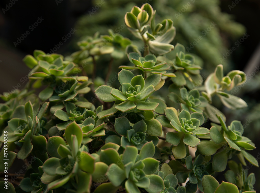 Natural texture. Exotic succulents. Closeup view of an Aeonium haworthii, also known as Pinwheel, beautiful green rosettes and leaves. Natural texture. Exotic succulents. Closeup view of an Aeonium haworthii, also known as Pinwheel, beautiful green rosettes and leaves.