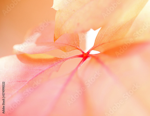 Extreme close-up of orange leaf veins