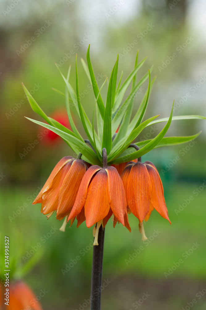 Grouse imperial blooming on a green blurred background. Selective soft focus, shallow depth of field.