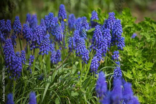 Fototapeta Naklejka Na Ścianę i Meble -  Blue flowers, muscari bellflower, clear spring day. Selective soft focus, blurred background.