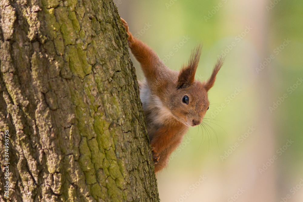 Red squirrel - (Sciurus vulgaris) Red squirrel - (Sciurus vulgaris)