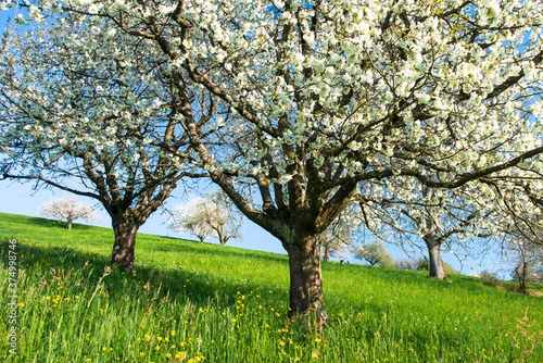 Blossoming cherry trees in spring on green field photo