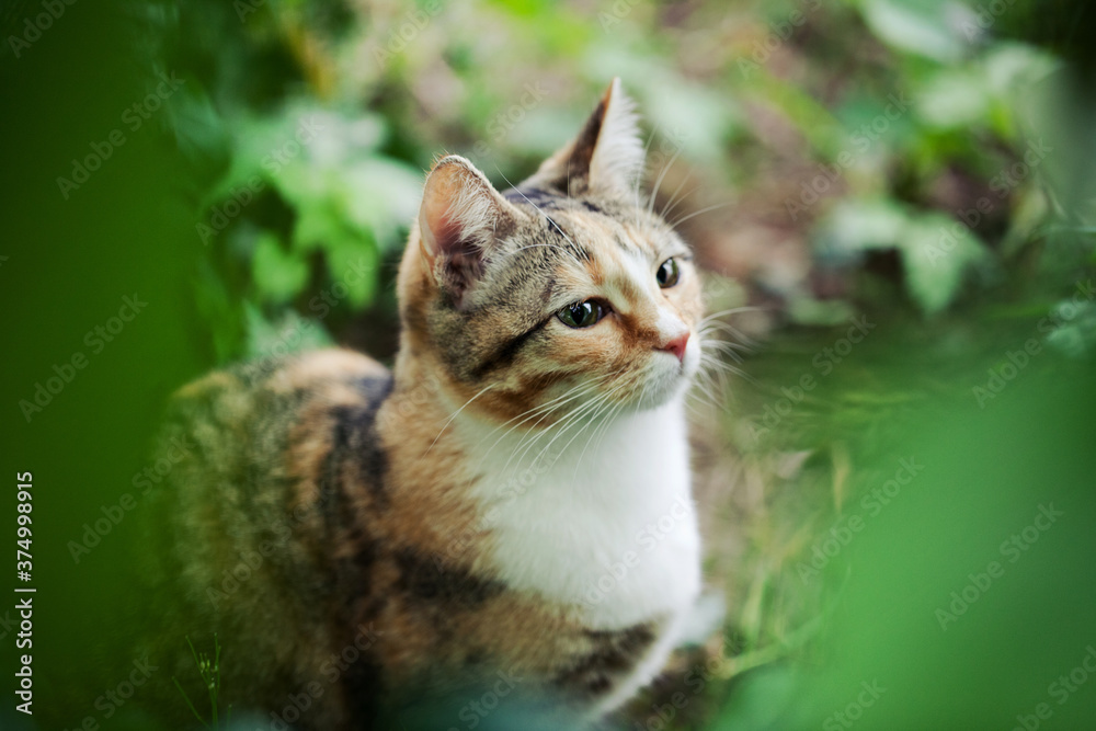 Tabby cat sits amongst leaves in garden and looks straight at something Tabby cat sits amongst leaves in garden and looks straight at something