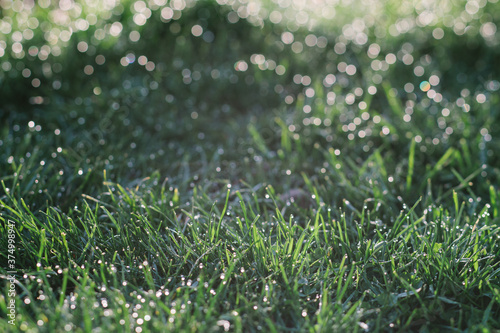 Grass with dew and bokeh. photo