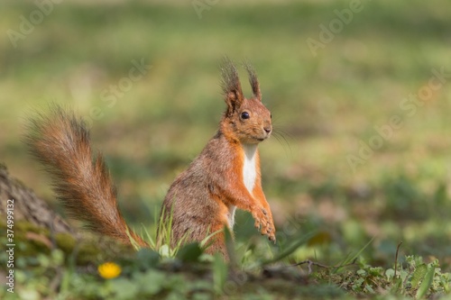 Red squirrel - (Sciurus vulgaris) © szczepank