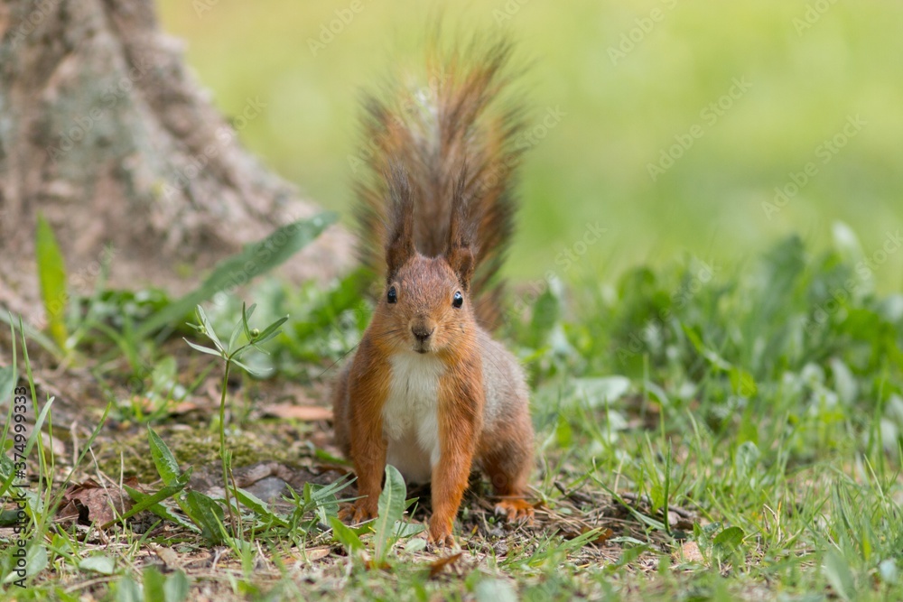 Red squirrel - (Sciurus vulgaris) Red squirrel - (Sciurus vulgaris)