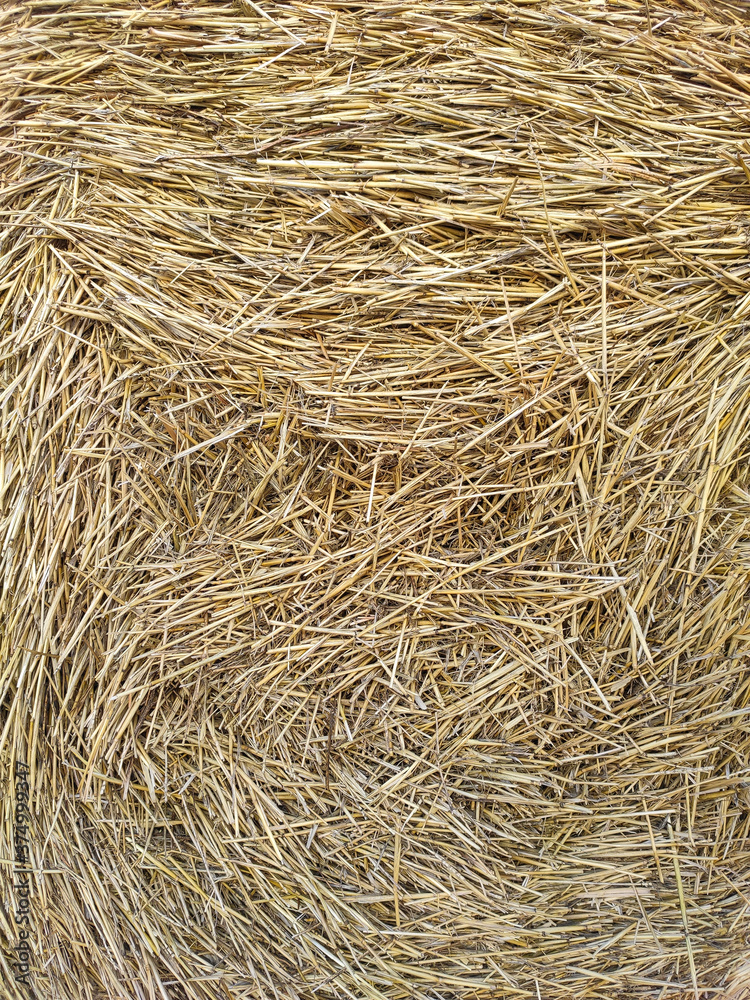 Dry hay texture. Background from dry yellow stems Dry hay texture. Background from dry yellow stems