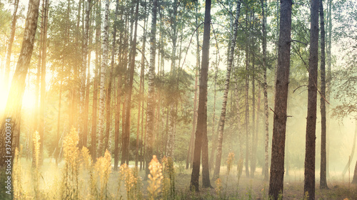 Morning fog in the light summer forest. © maykal