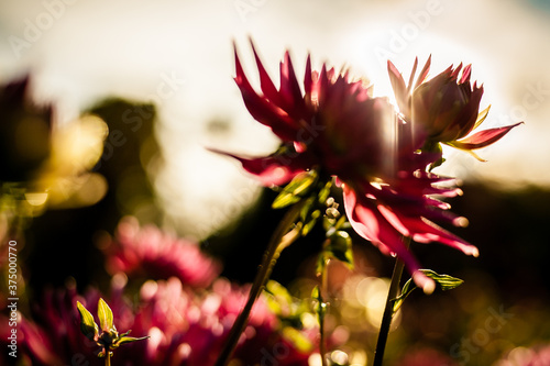 Blurred Chrysanthemum Flowers Before Sunset photo