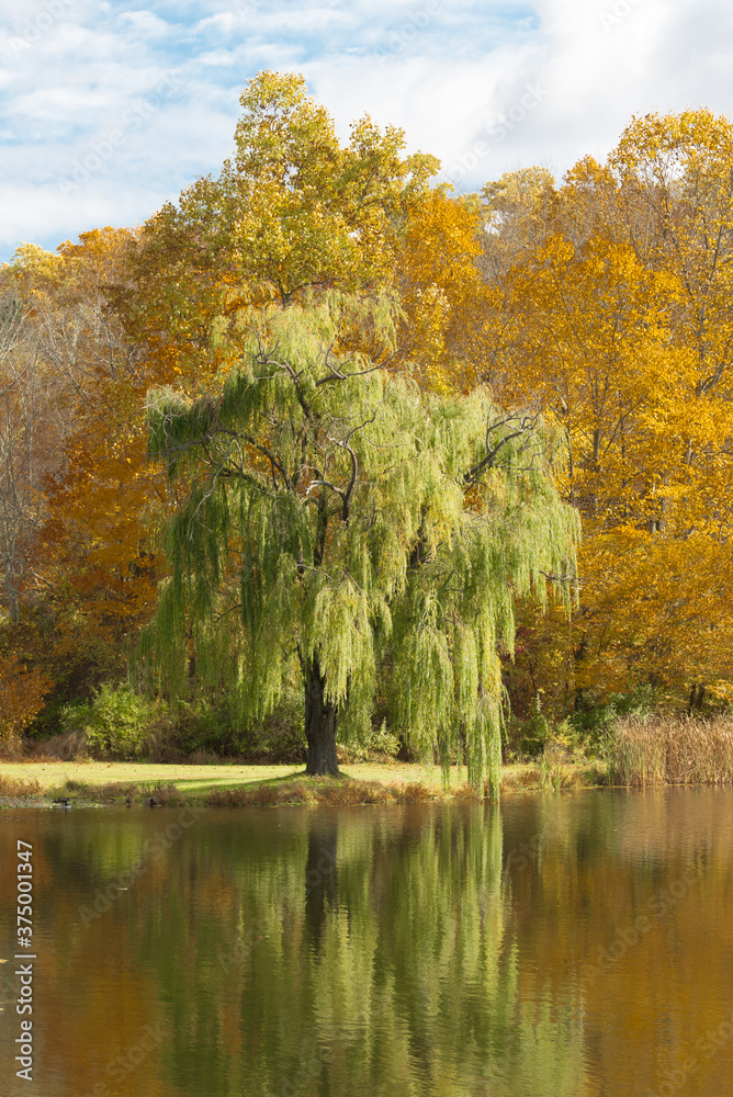 Green weeping willow tree with reflection in water and orange Fall trees in background. Green weeping willow tree with reflection in water and orange Fall trees in background.