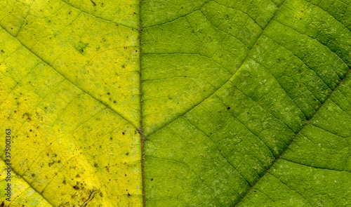 Broussonetia papyrifera leafs surface at extreme close-up photo