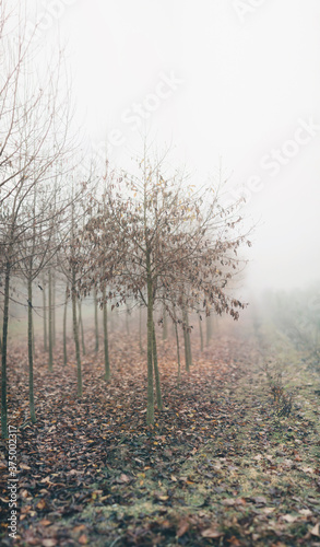 Little leafless trees in row in the fog photo