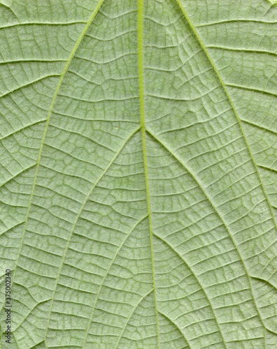 Hemp leafs surface at extreme close-up photo