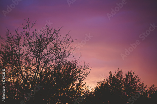 Pink and purple sky at sunset over top trees. photo