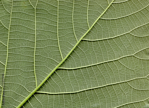 Broussonetia papyrifera leafs surface at extreme close-up
