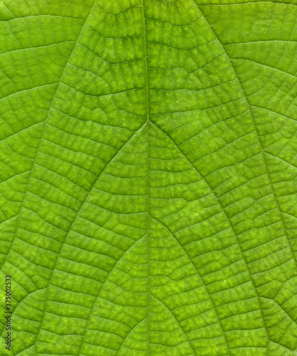Hemp leafs surface at extreme close-up