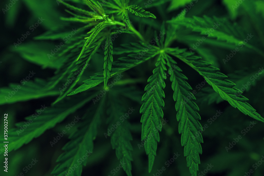  marijuana  background. bush cannabis.