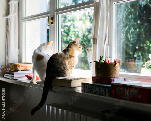Two cats sit one close to the other on sunny windowsill and look at garden out of the window
