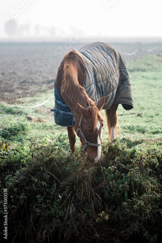 Bay horse grazing wild grass while wearing a caparison against the cold foggy air photo