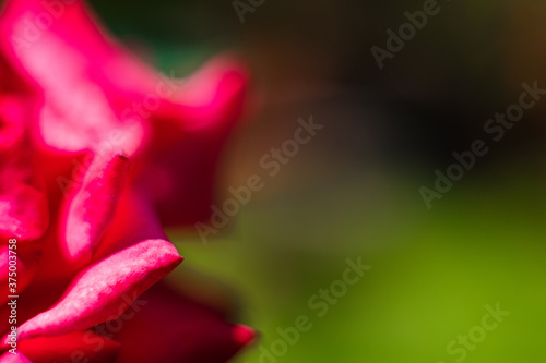 Picture of a piece of red flowers in the garden with blur background
