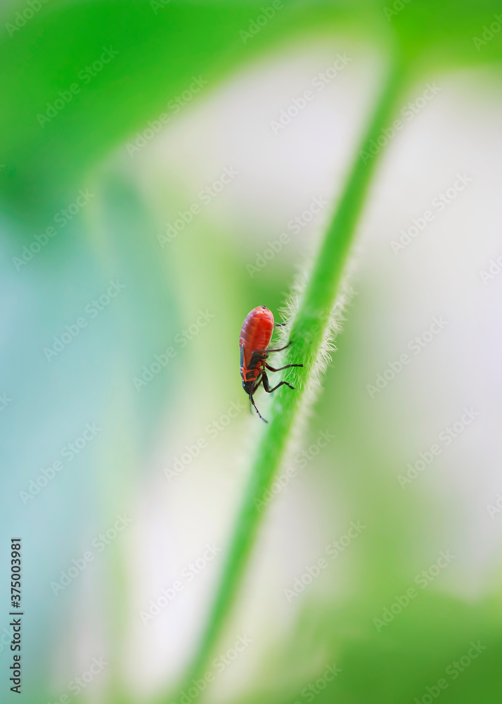 Firebug-nymph walking on stalk, macro catch Firebug-nymph walking on stalk, macro catch