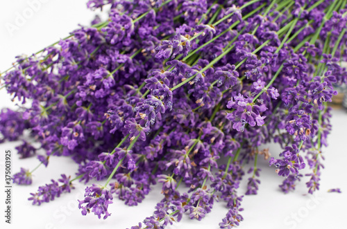 Lavender flowers branch on white background