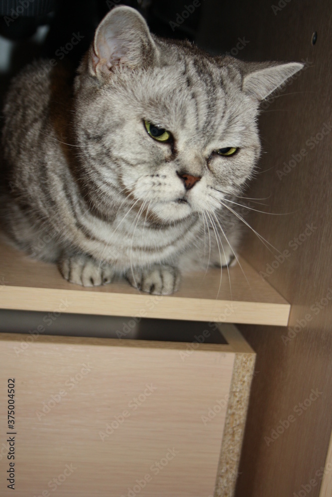 beautiful scottish marble straight cat beautiful scottish marble straight cat