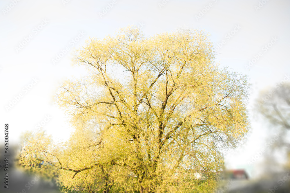 Fototapeta premium tree in the morning