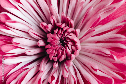 Macro of center of pink mum flower photo