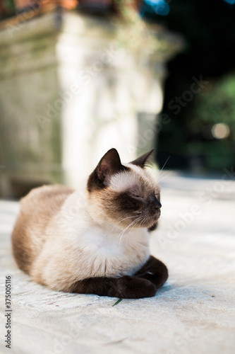 Close up of handsome siamese cat laying on sunny garden stone pavement photo