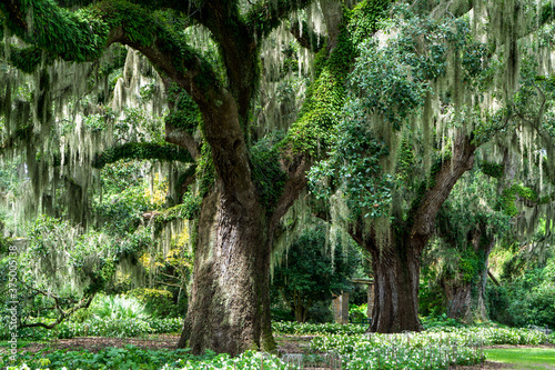 Old live oaks trees with spanish moss photo