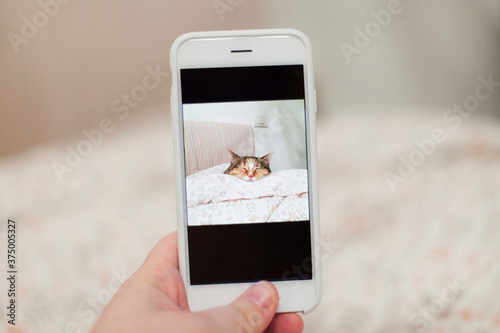 Detail of hand holding mobile phone taking picture of cat sleeping on bed photo