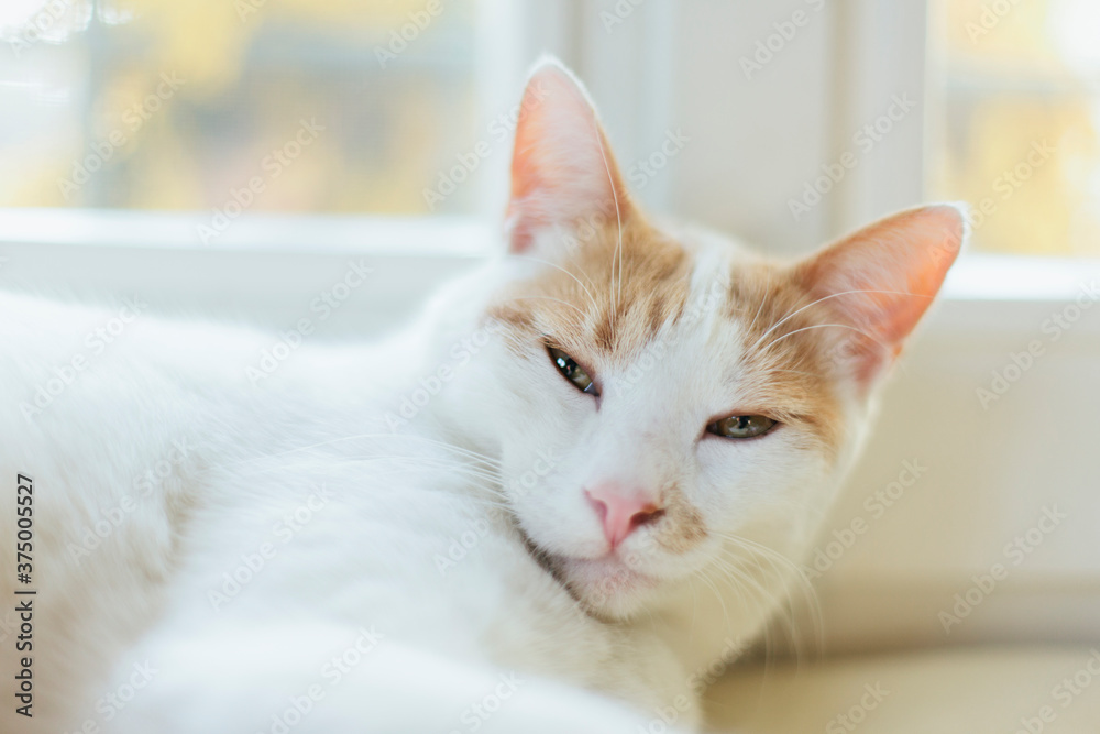 Close up of cat blinking at the camera while laying close to window Close up of cat blinking at the camera while laying close to window