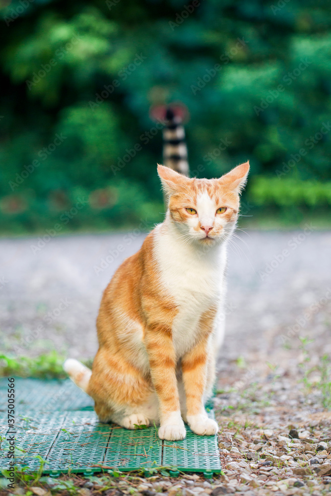 A cat with another tail on his head A cat with another tail on his head