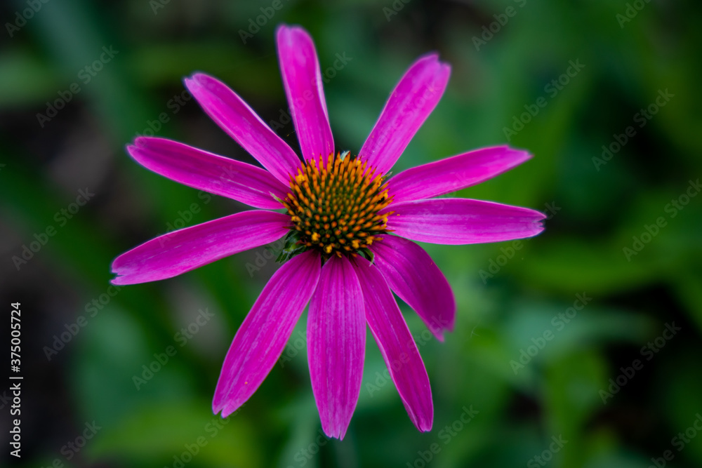 pink flower in the garden pink flower in the garden
