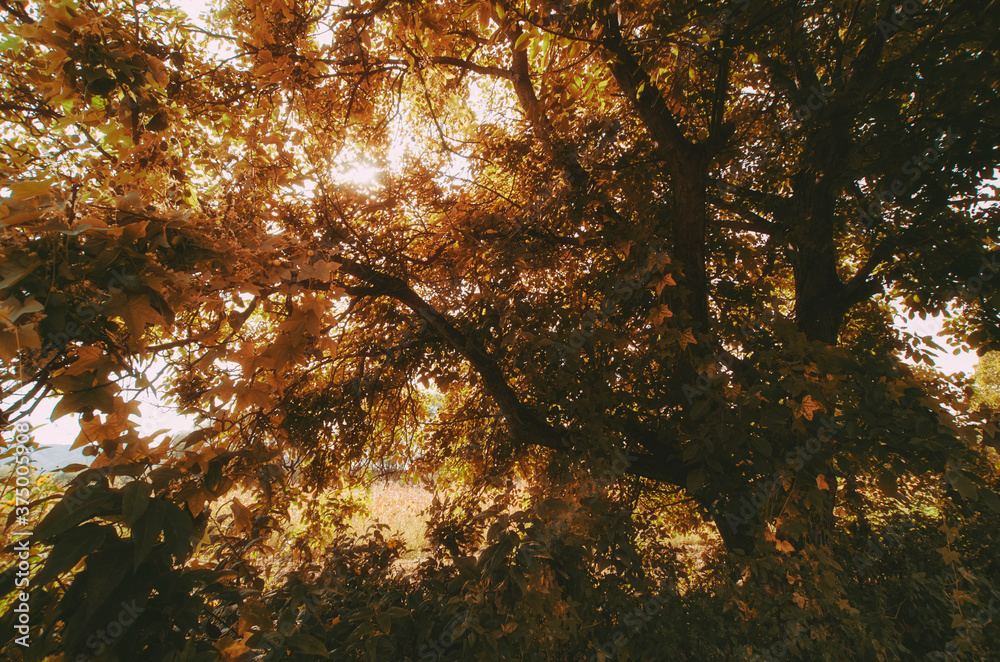 Colorful tree in autumn with yellow foliage