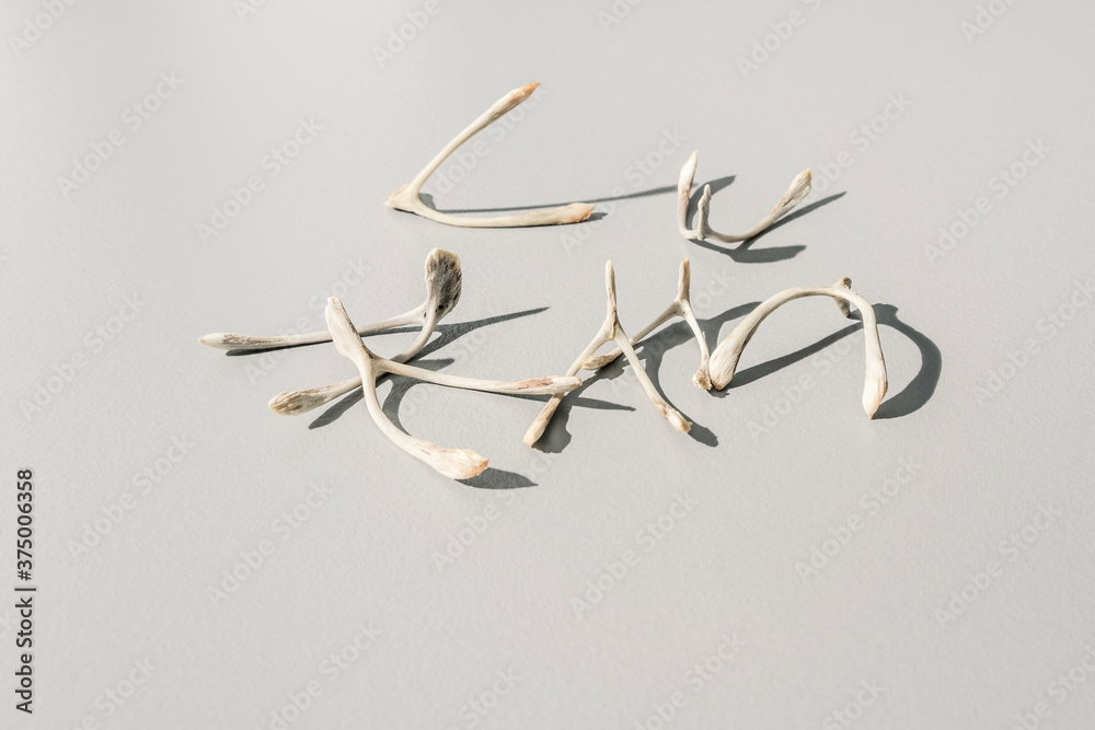 Collection of Superstitious Wishes, Bird Wishbones Collection of Superstitious Wishes, Bird Wishbones