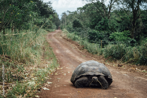 Galapagos Tortoise photo