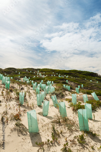 regenerating sand dunes with new plants photo