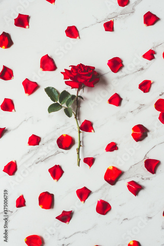 red rose over a background of rose petals